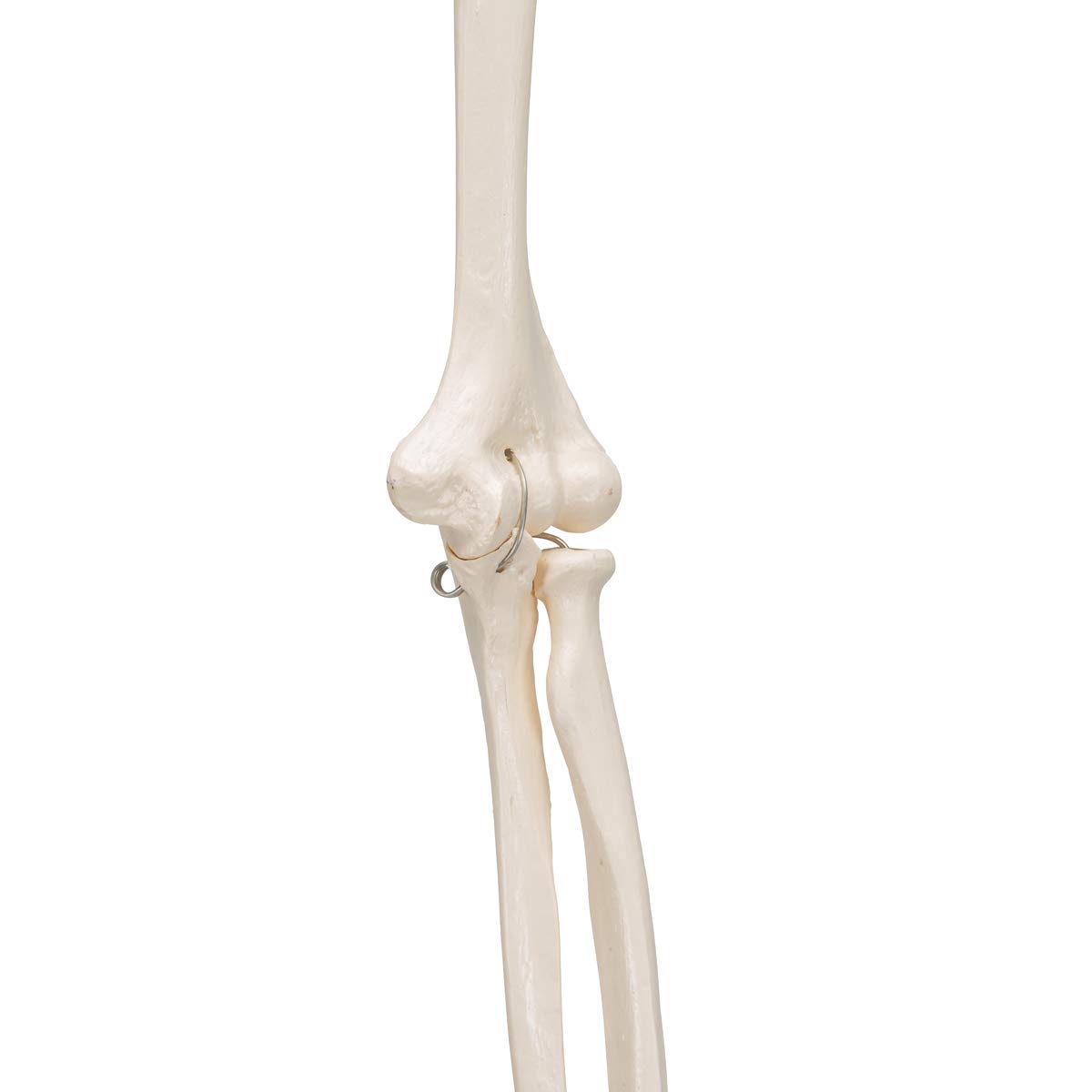 3b-scientific-armskelett-modell-mit-3b-smart-anatomy-app-menschliche-anatomie image 5