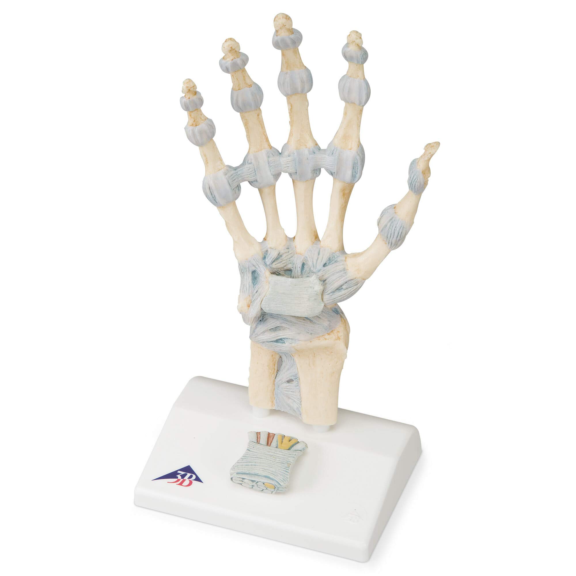 3b-scientific-handskelett-modell-handknochen-mit-b-ndern-karpaltunnel-smart-anat image 1