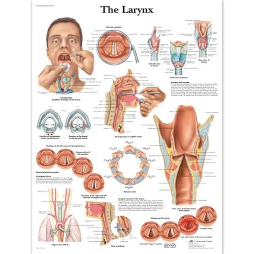 3b-scientific-lehrtafel-kehlkopf-unlaminiert-anatomie-poster image 4
