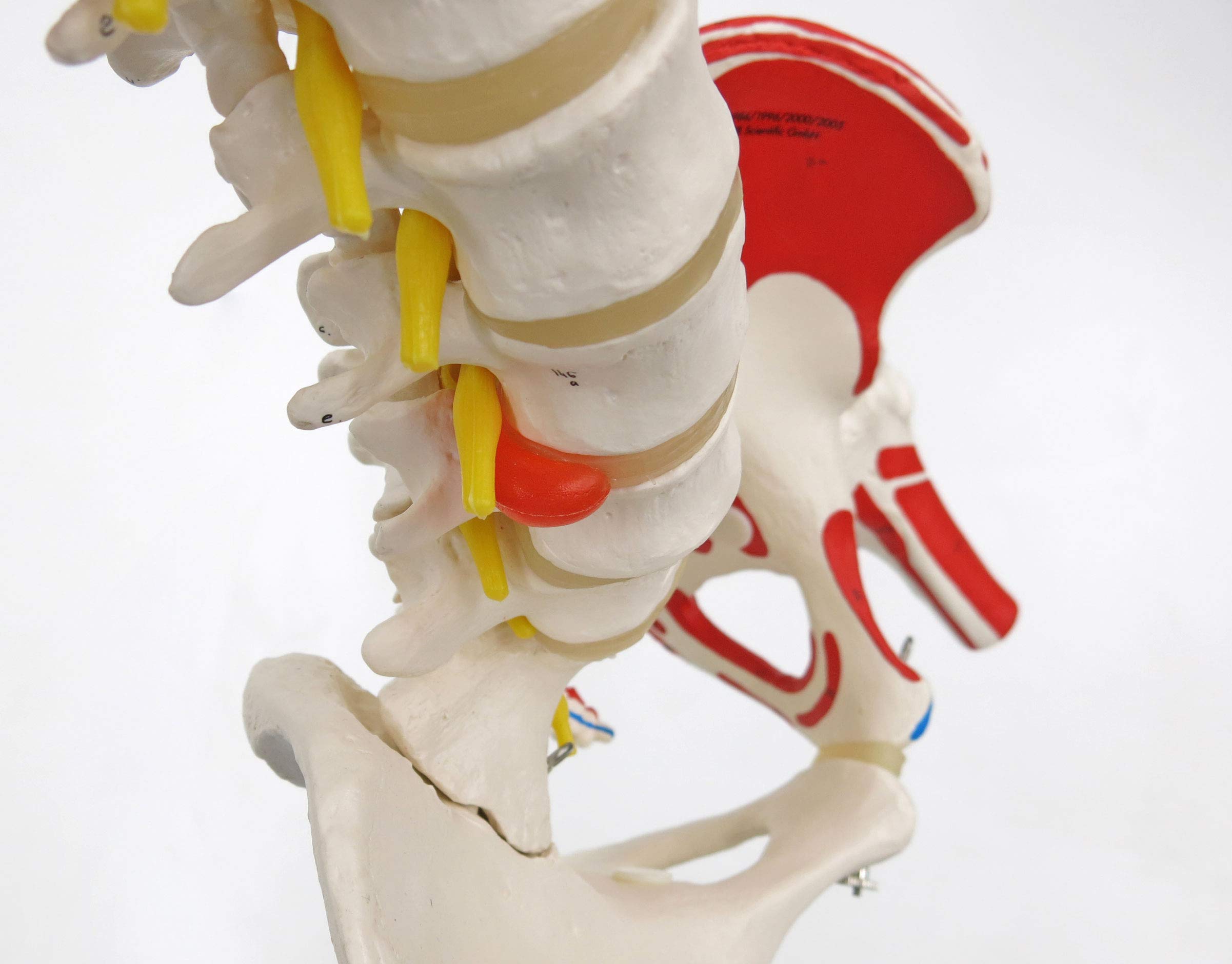 3b-scientific-flexible-wirbels-ule-klassik-lebensgro-es-wirbels-ulenmodell-mit-m image 6
