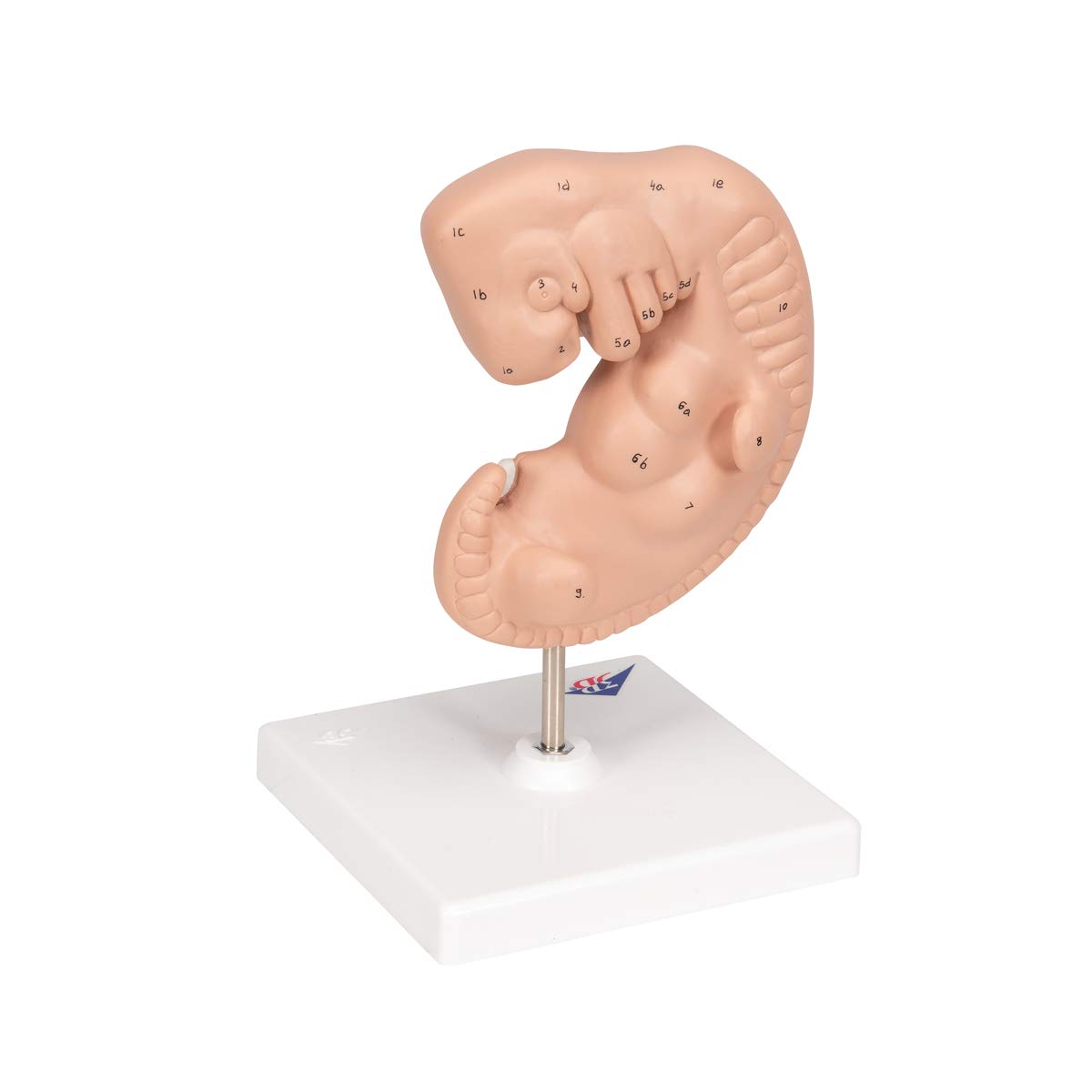 3b-scientific-embryo-modell-25-fache-gr-e-4-wochen-mit-smart-anatomy-app image 3