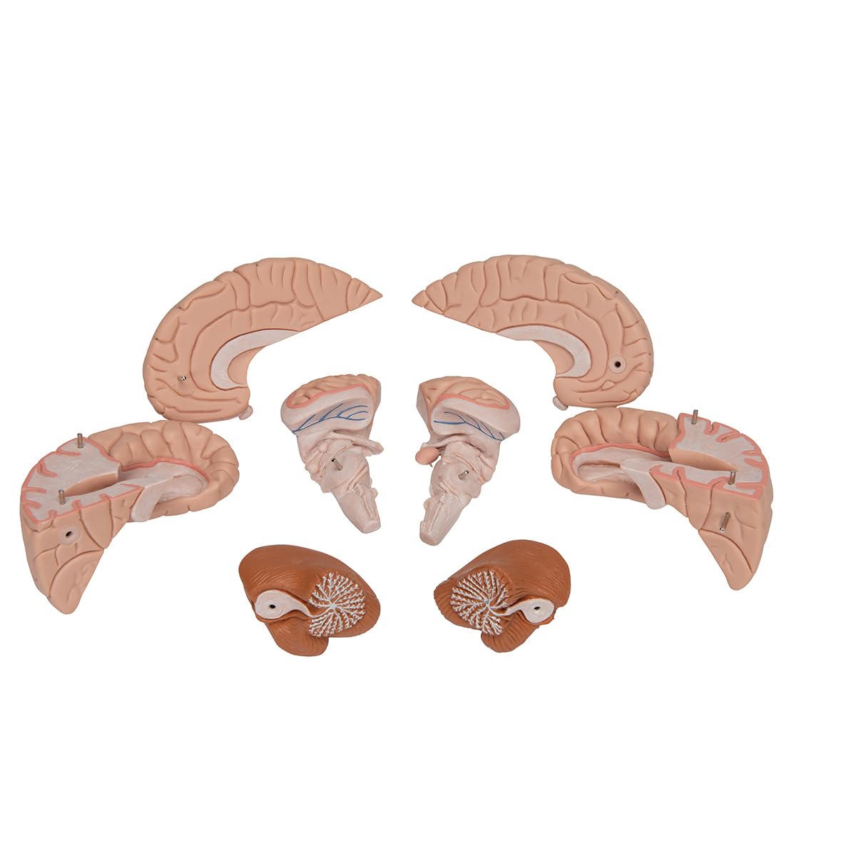 3b-scientific-c17-gehirnmodell-8-teilig-mit-3b-smart-anatomy image 7