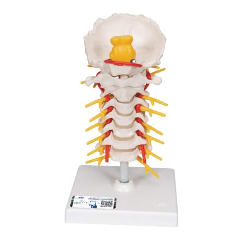 3b-scientific-halswirbels-ulenmodell-beweglich-auf-stativ-smart-anatomy-app image 4