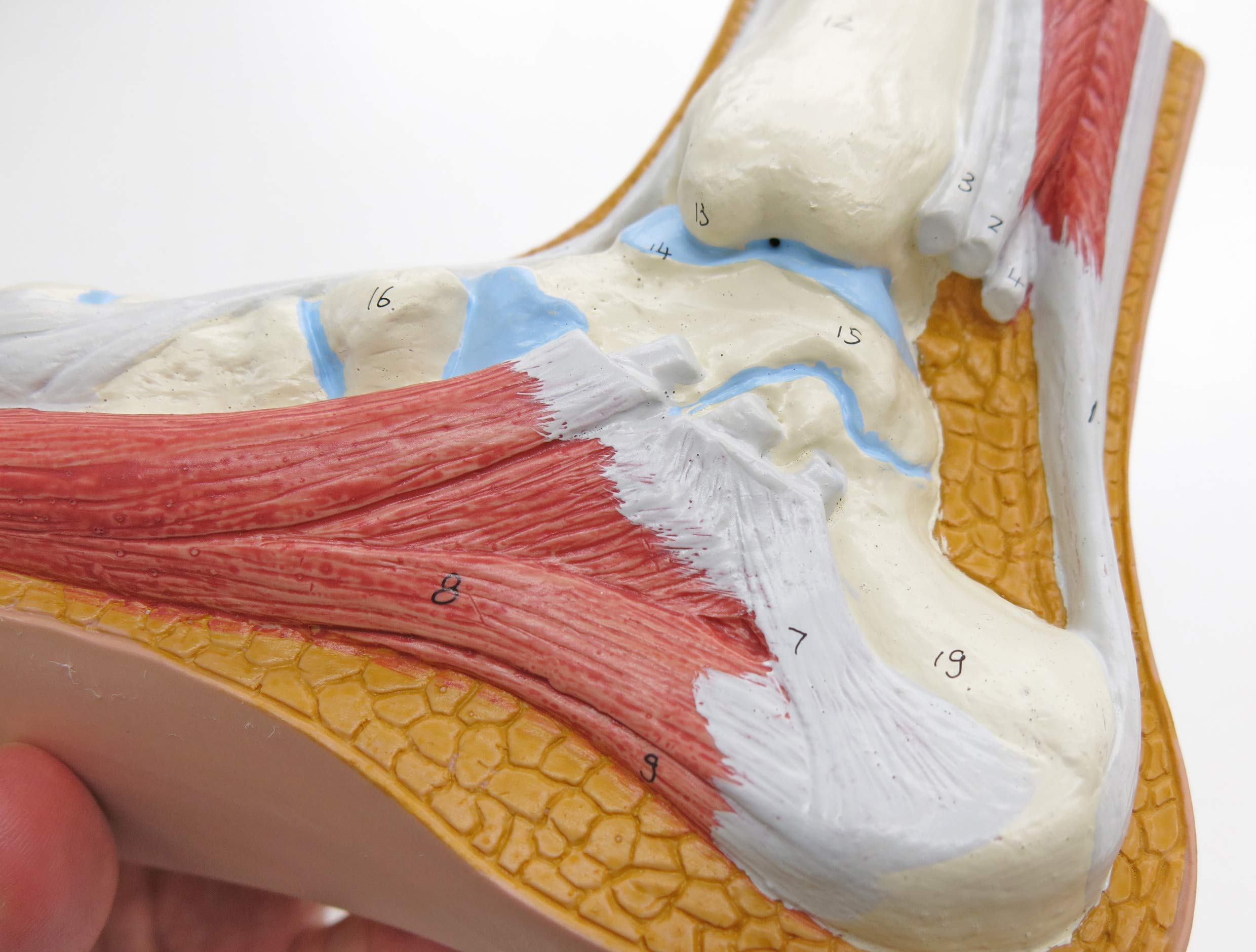 3b-scientific-m30-modell-normalfu-mit-3b-smart-anatomy image 2