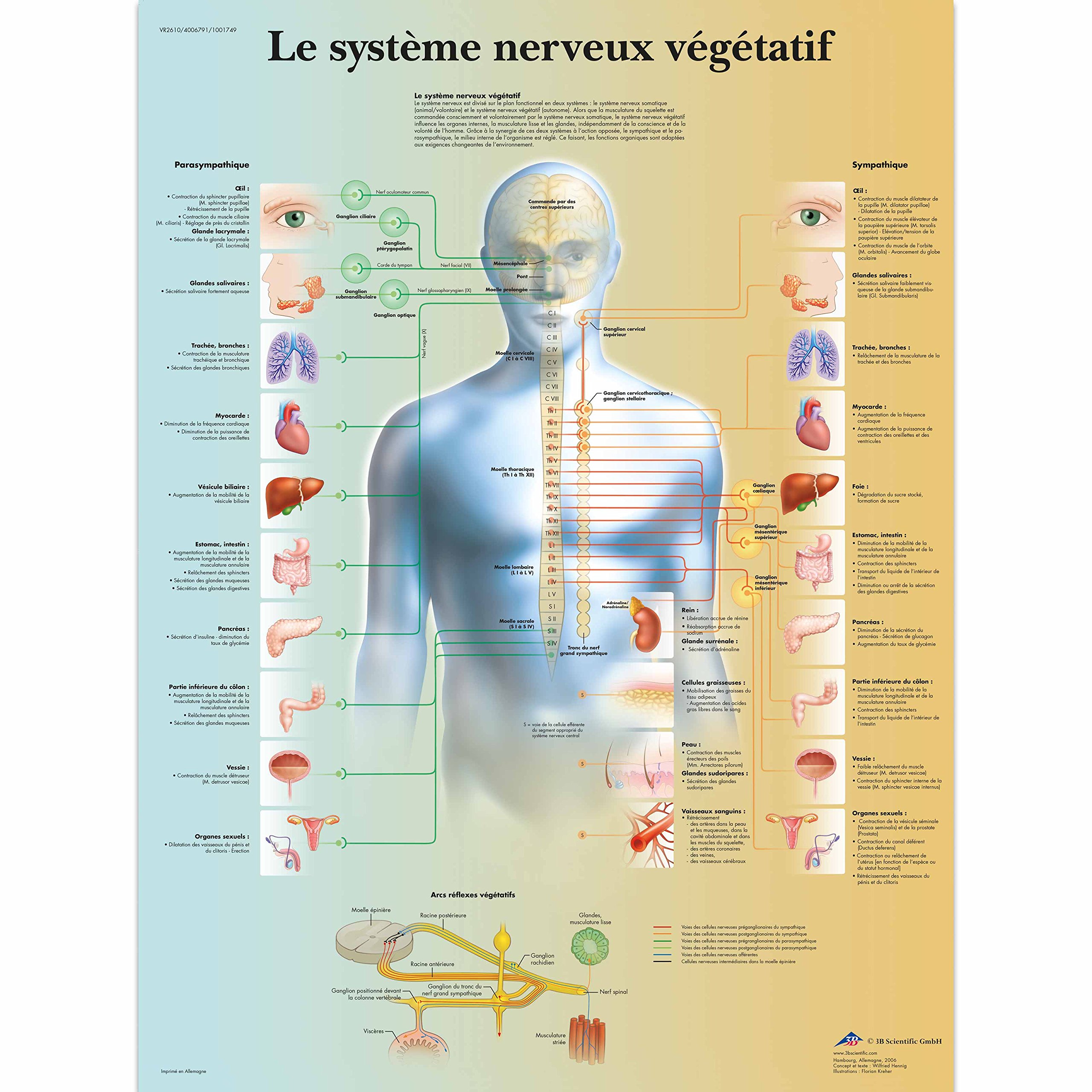 3b-scientific-lehrtafel-nervensystem-laminiertes-anatomieposter-50-x-67-cm image 5