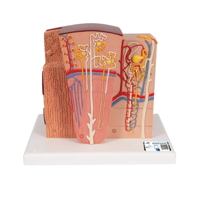 3b-scientific-microanatomy-niere-anatomiemodell-mit-app image 1