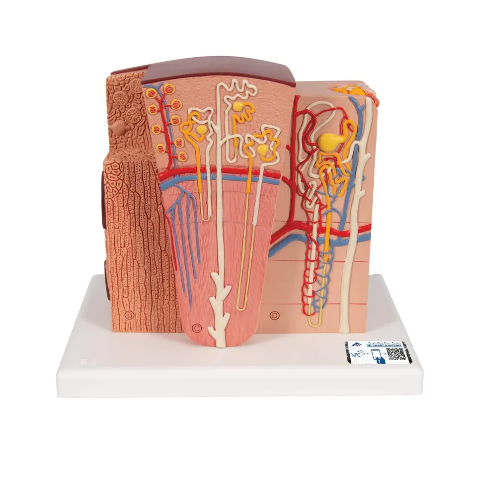 3b-scientific-microanatomy-niere-anatomiemodell-mit-app image 1