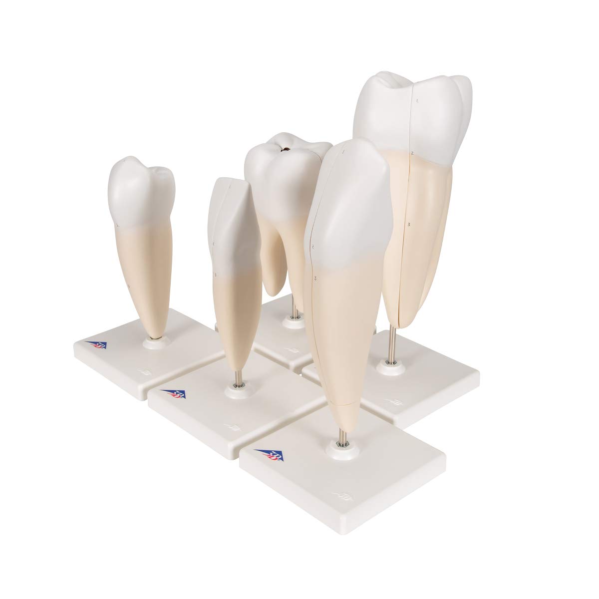 3b-scientific-zahnmodell-serie-set-5-vergr-erte-z-hne-pvc-mit-smart-anatomy-app image 6