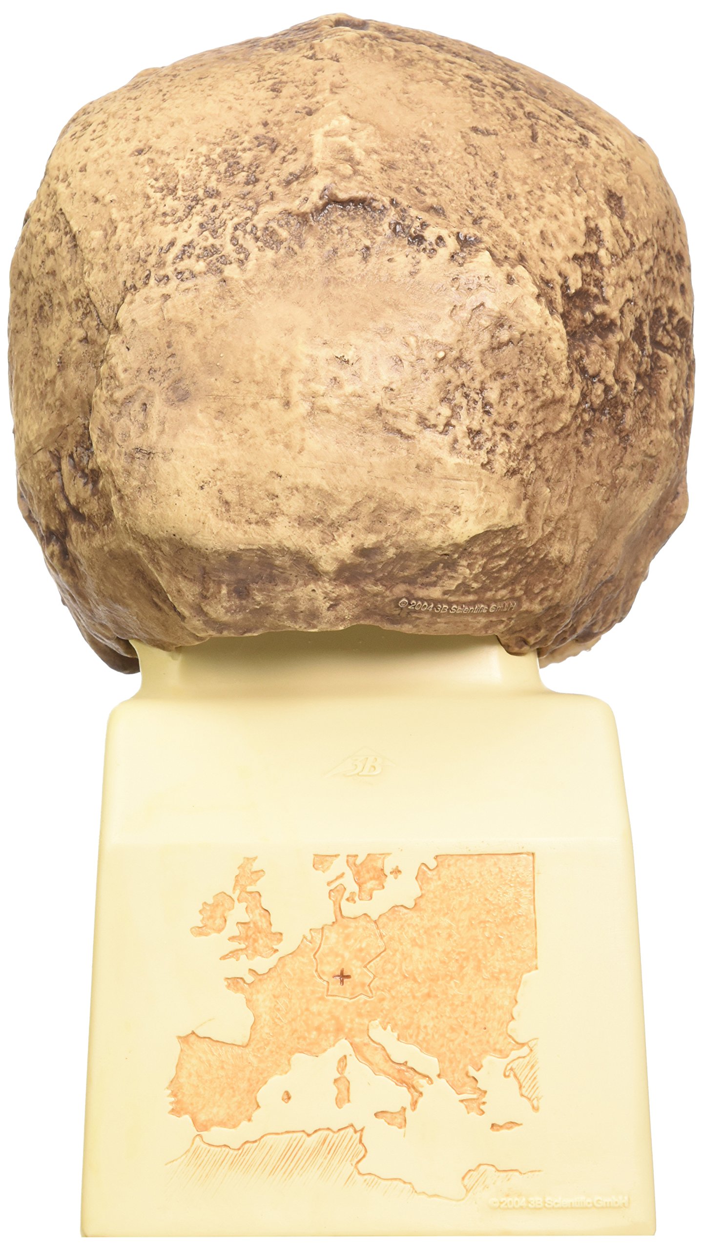 3b-scientific-sch-delreplikat-homo-steinheimensis-berkhemer-1936-vormenschen-sch image 3