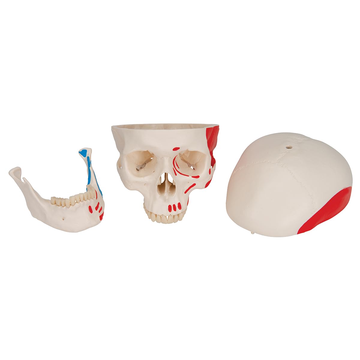 3b-scientific-klassisches-sch-del-modell-lebensgro-3-teilig-mit-muskelbemalung image 6