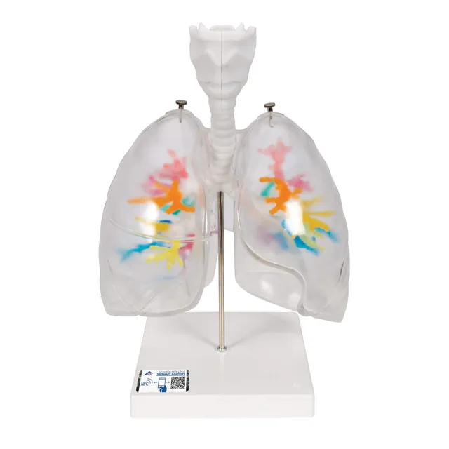 3b-scientific-ct-bronchialbaum-mit-kehlkopf-transparentes-lungenmodell-auf-stati image 1