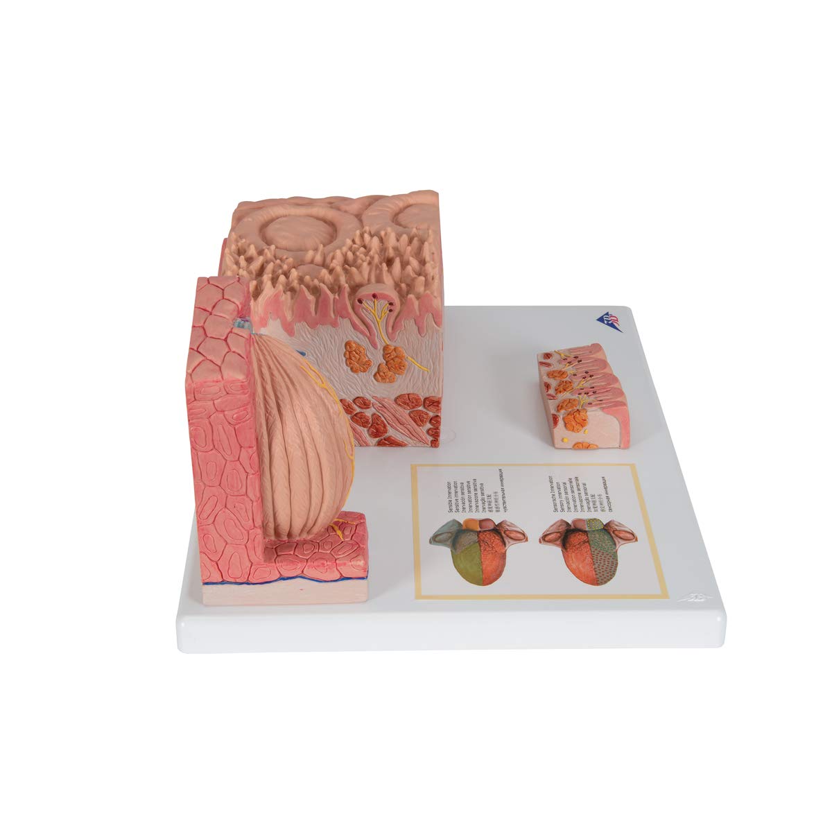 3b-scientific-microanatomy-zunge-modell-mit-3b-smart-anatomy-app image 3