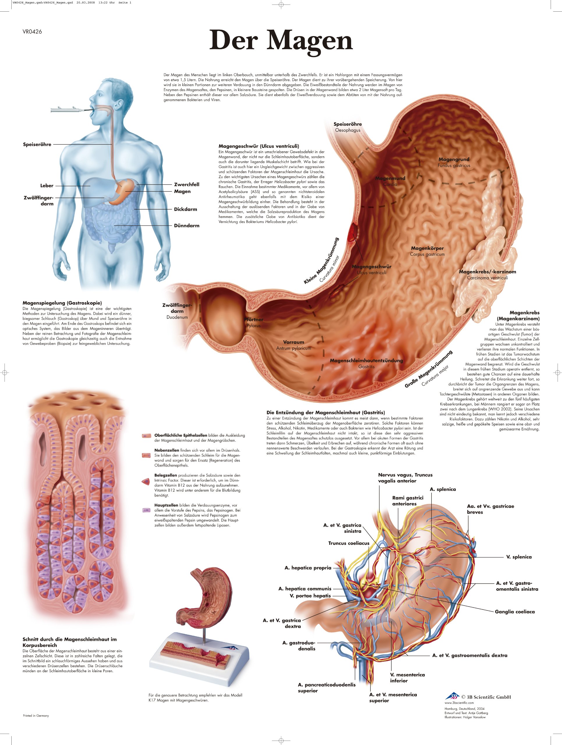 3b-scientific-lehrtafel-der-magen-anatomie-poster-50-x-67-cm image 1