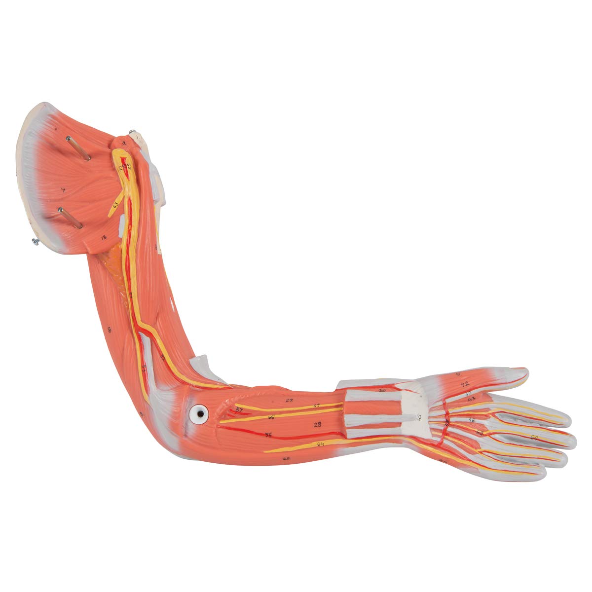 3b-scientific-weibliche-muskel-figur-lebensgro-21-teilig-humananatomie-modell-mi image 7