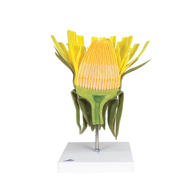 3b-scientific-l-wenzahnbl-te-taraxacum-officinale-modell-botanik image 1