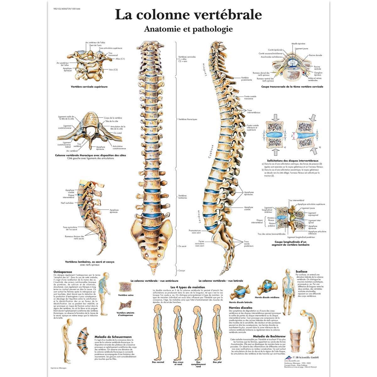 3b-scientific-lehrtafel-nervensystem-laminiertes-anatomieposter-50-x-67-cm image 6