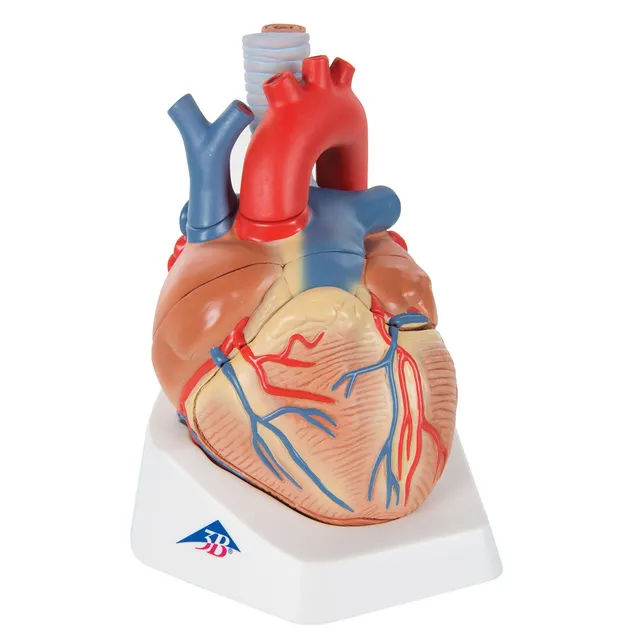 3b-scientific-herzmodell-7-teilig-vd253-3b-smart-anatomy-app image 1