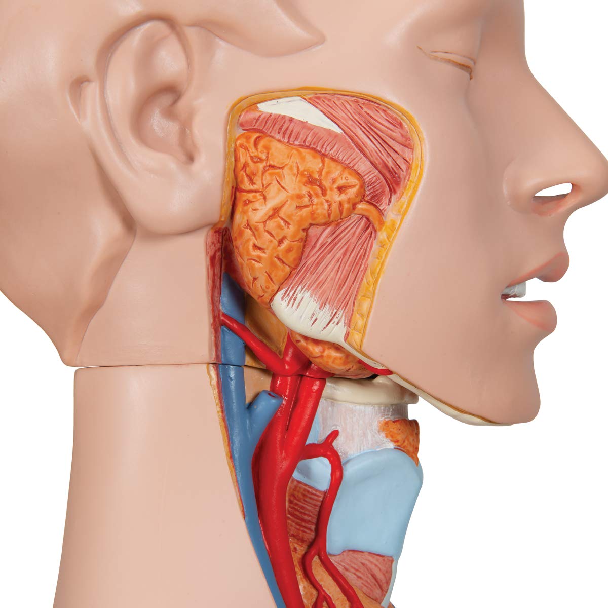 3b-scientific-deluxe-torso-zweigeschlechtlich-24-teilig-anatomiemodell image 3