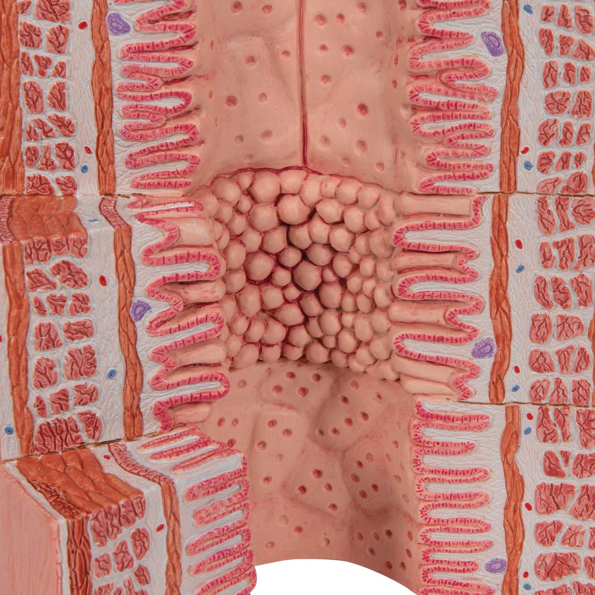3b-scientific-microanatomy-verdauungstrakt-modell-20-fache-vergr-erung image 7