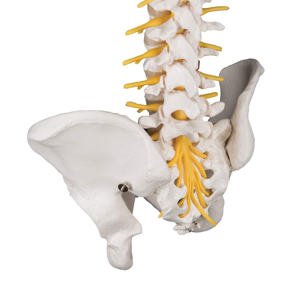 3b-scientific-flexible-luxus-wirbels-ule-ohne-stativ-mit-bandscheibenvorfall-l3- image 4