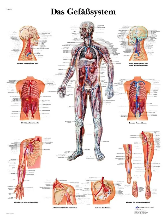 3b-scientific-lehrtafel-das-gef-system-vr0353uu-poster-50-x-67-cm image 1