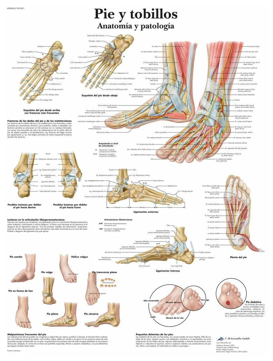 3b-scientific-vr3176l-lehrtafel-fu-und-kn-chel-anatomie-und-pathologie-poster-50 image 1