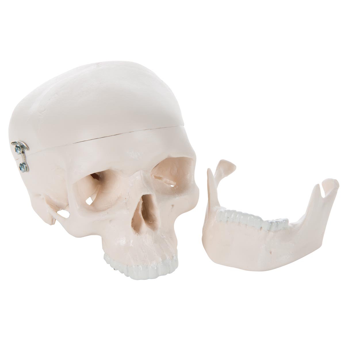 3b-scientific-a18-15-mini-sch-delmodell-mensch-3-teilig-mit-3b-smart-anatomy image 4