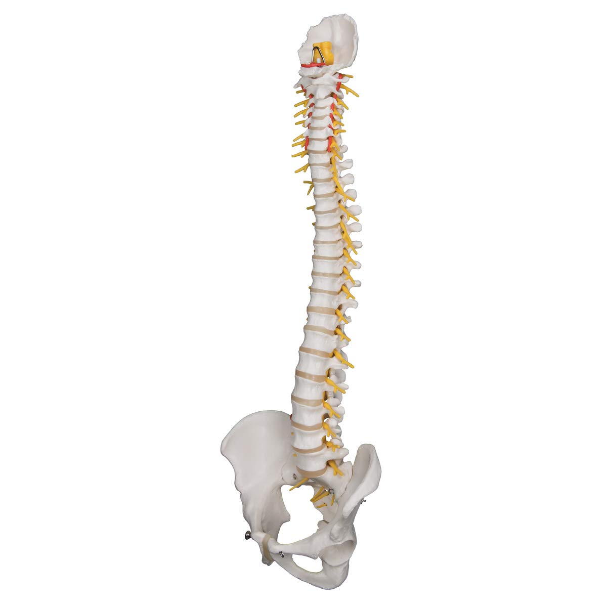 3b-scientific-flexible-luxus-wirbels-ule-ohne-stativ-mit-bandscheibenvorfall-l3- image 3