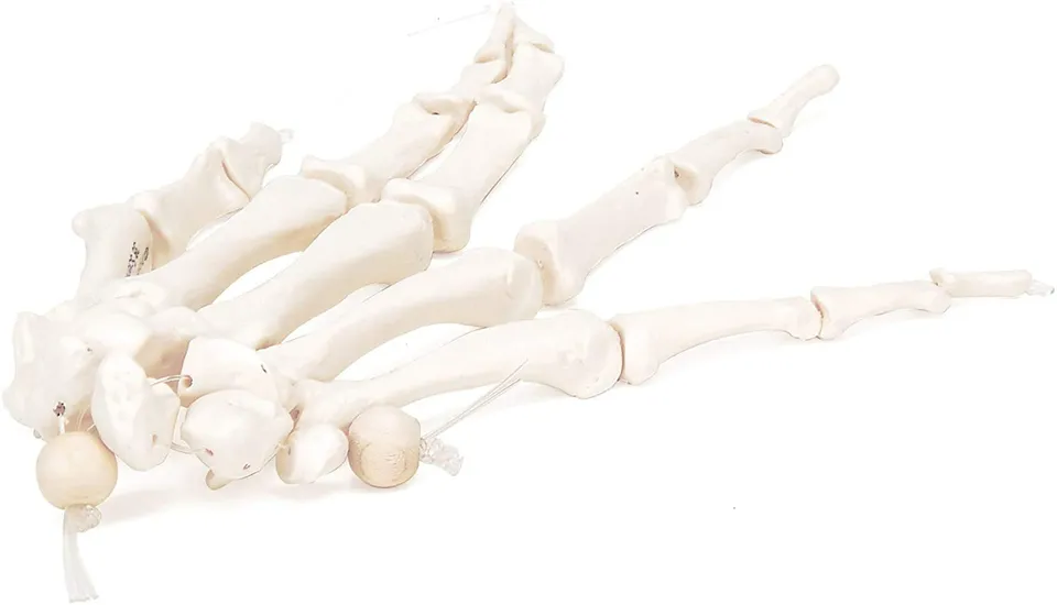 3b-scientific-a40-2-handskelett-modell-mit-3b-smart-anatomy-app image 1