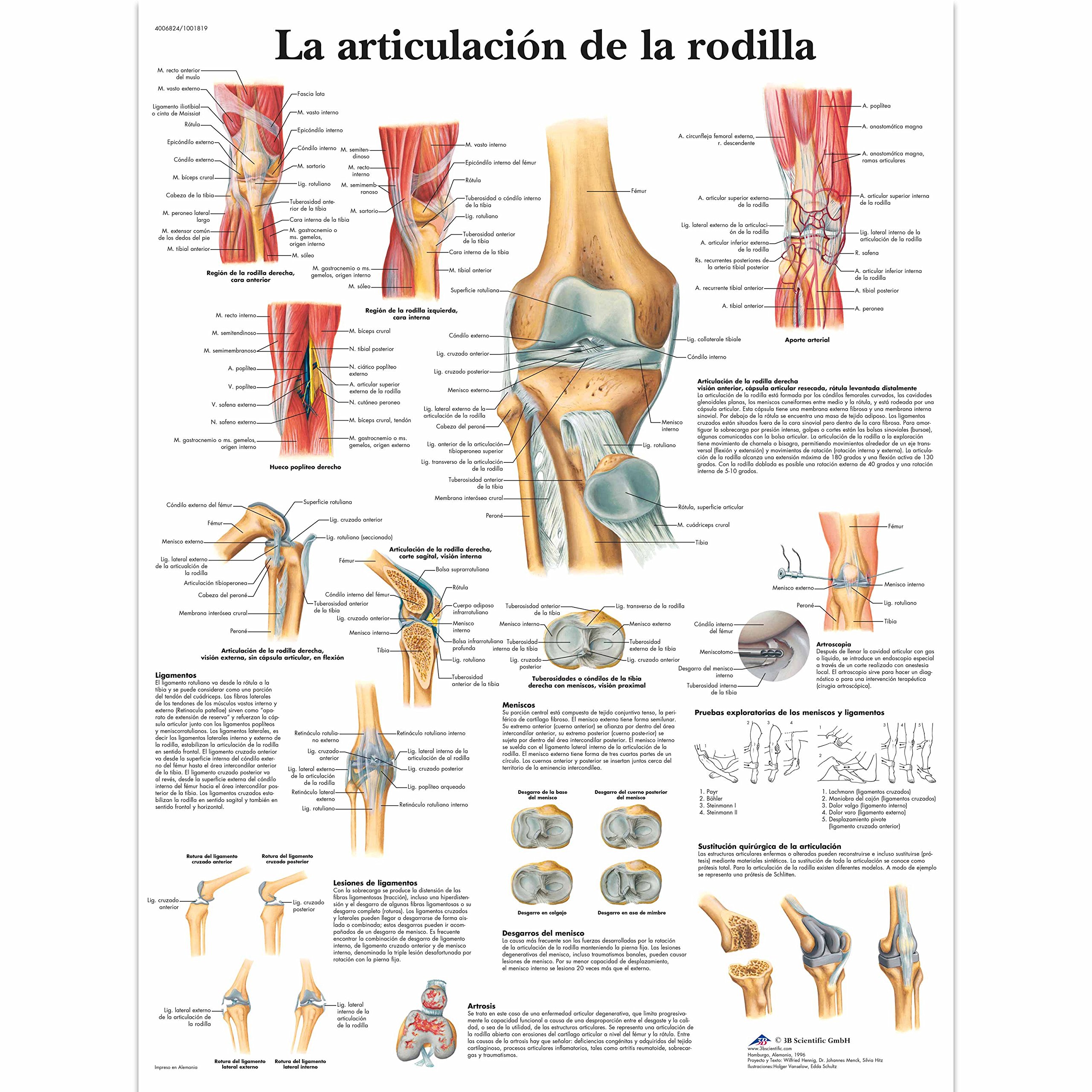 3b-scientific-lehrtafel-kniegelenk-anatomieposter-papier-50-x-67-cm image 2