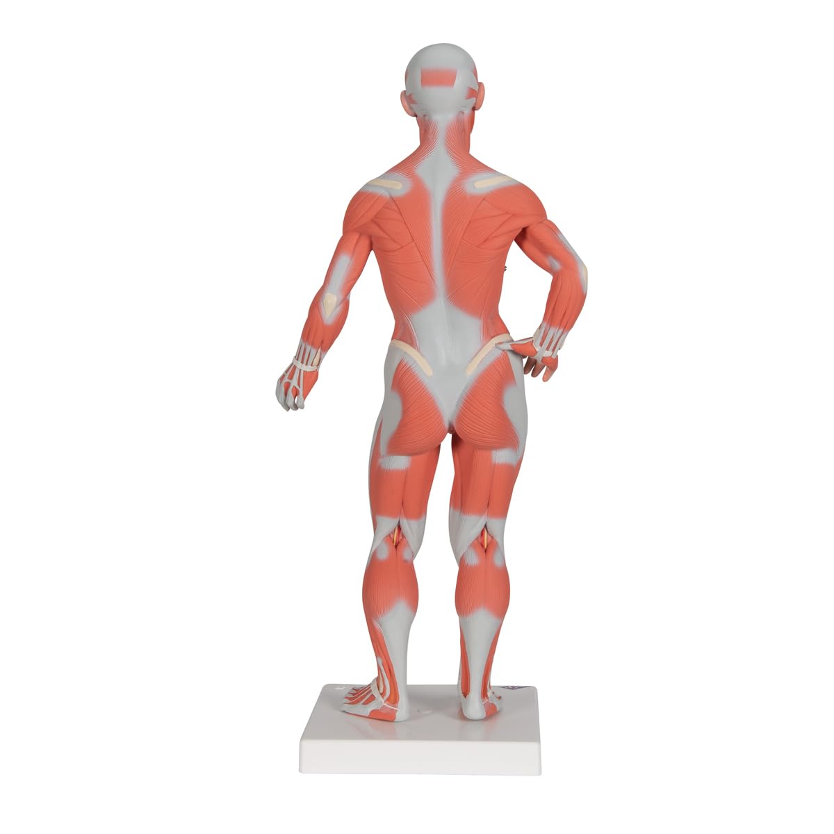 3b-scientific-mini-muskel-figur-2-teiliges-humananatomie-modell-mit-abnehmbarer- image 2