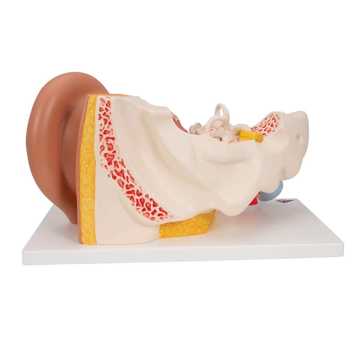 3b-scientific-ohrmodell-3-fache-gr-e-4-teilig-anatomiemodell-mit-smart-anatomy-a image 3