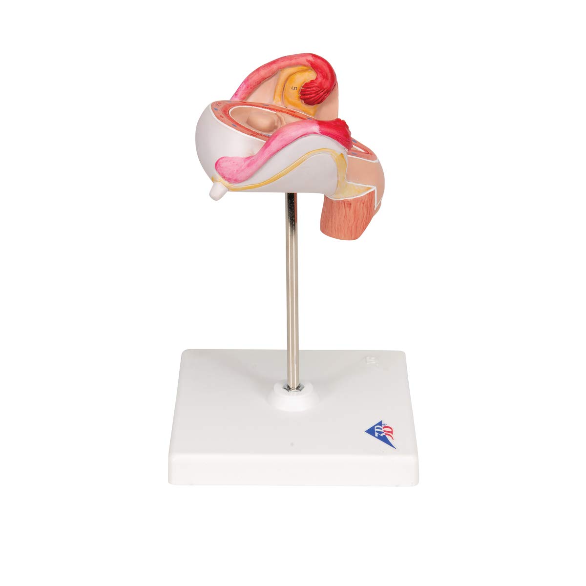 3b-scientific-embryo-modell-2-monat-schwangerschafts-anatomiemodell-beschriftet- image 3