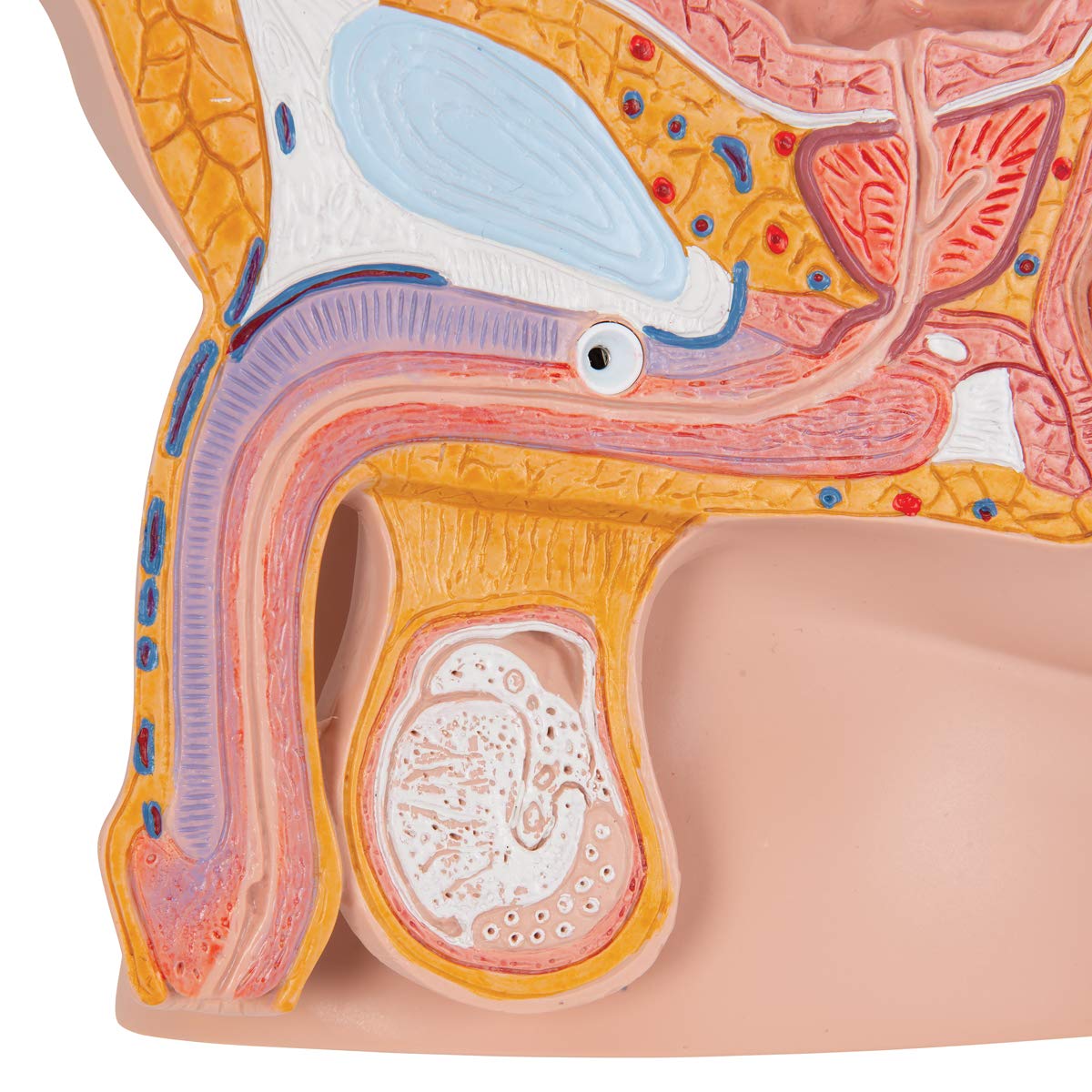 3b-scientific-m-nnliches-beckenmodell-2-teilig-pvc-smart-anatomy-app image 4