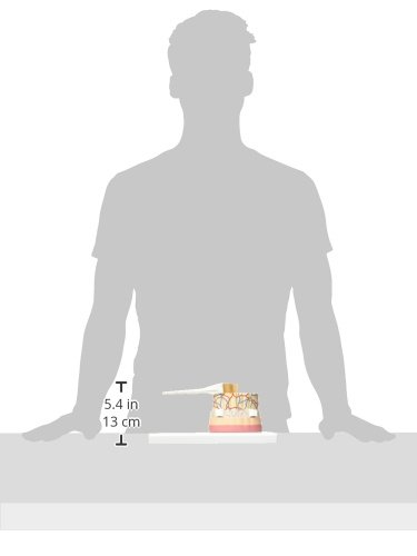 3b-scientific-r-ckenmarkmodell-vergr-ert-mit-nerven-gef-en-smart-anatomy-app image 5