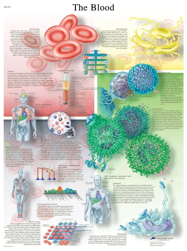 3b-scientific-lehrtafel-the-blood-laminiertes-anatomie-poster-50x67-cm-englisch image 1