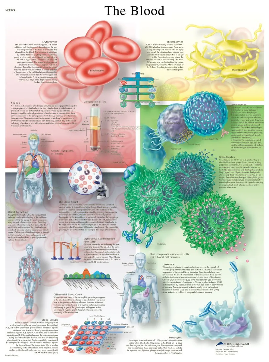 3b-scientific-lehrtafel-the-blood-laminiertes-anatomie-poster-50x67-cm-englisch image 1