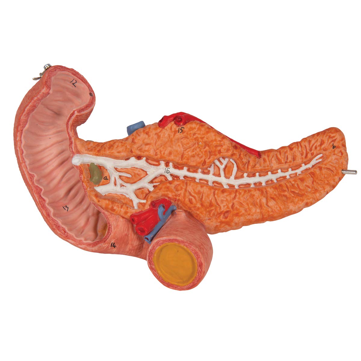 3b-scientific-magenmodell-3-teilig-anatomiemodell-aus-pvc image 7