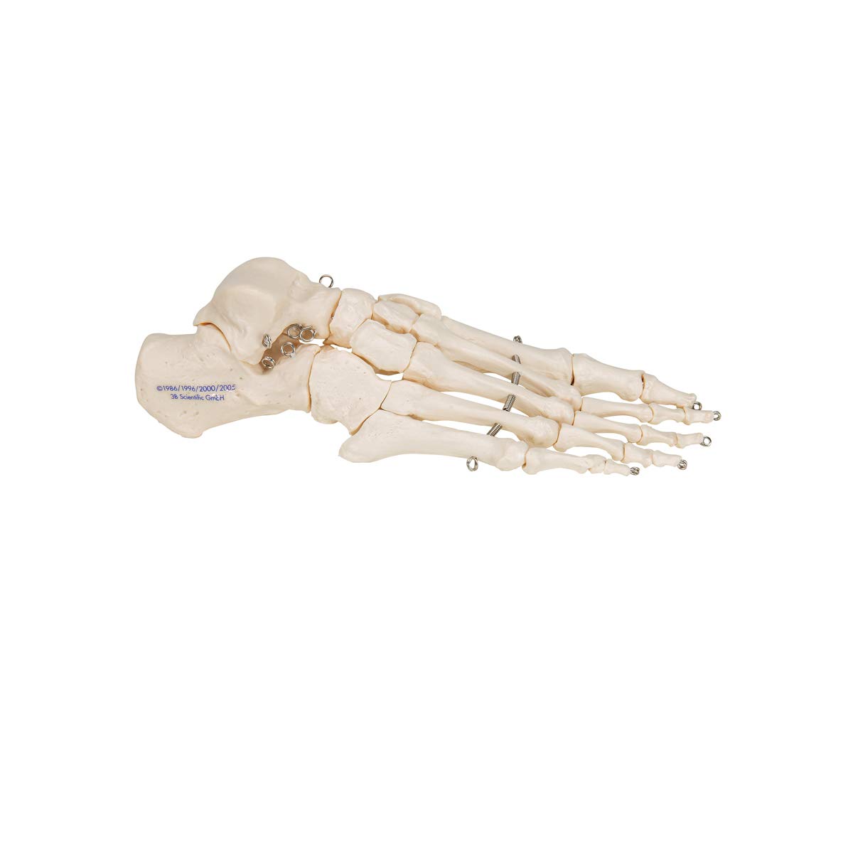 3b-scientific-fu-skelett-modell-auf-draht-mit-3b-smart-anatomy-app-anatomie-fu image 4