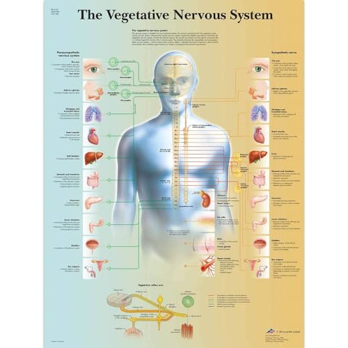 3b-scientific-autonomes-nervensystem-tafel-laminiert-50x67-cm image 3