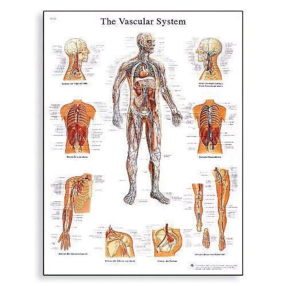 3b-scientific-lehrtafel-das-blutgef-system-anatomieposter-50-x-67-cm image 1