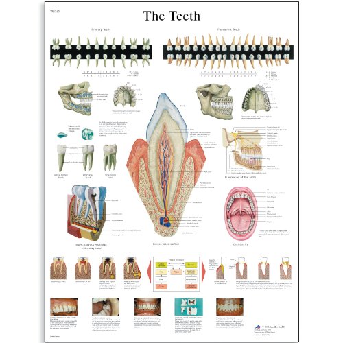 3b-scientific-lehrtafel-menschliche-z-hne-laminiert-50x67-cm-beschreibbar image 4