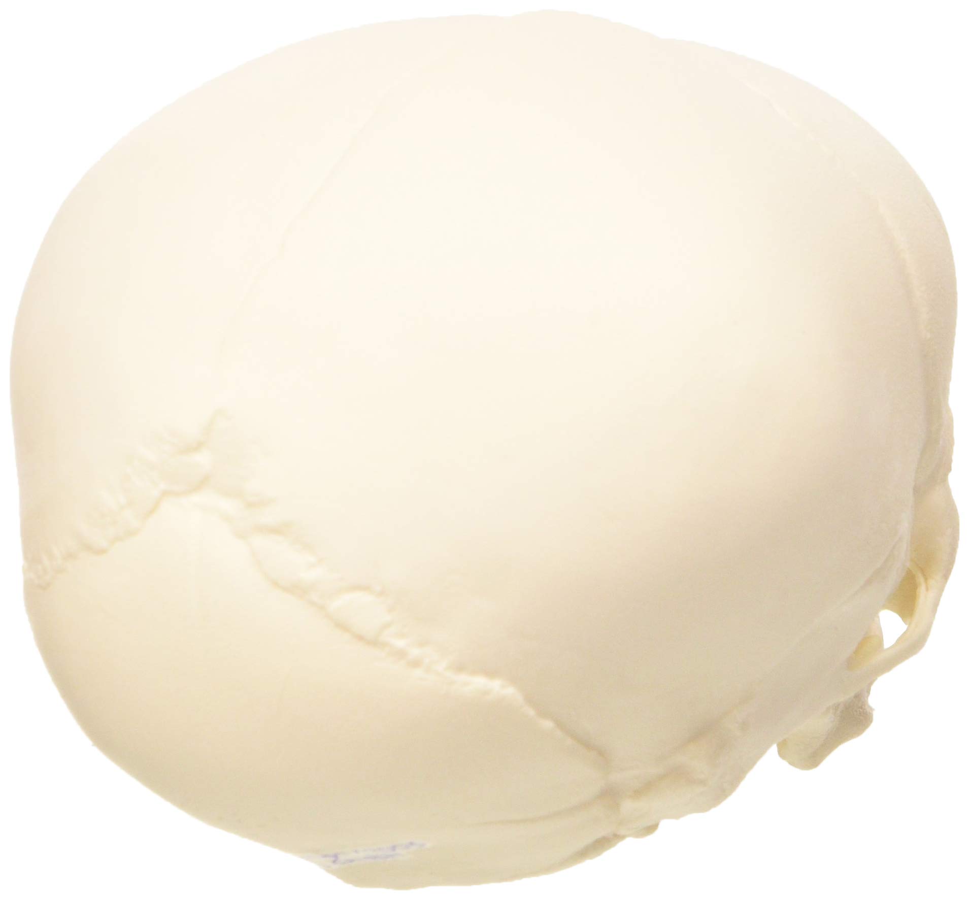3b-scientific-a25-sch-delmodell-f-tus-30-ssw-naturabguss-mit-3b-smart-anatomy-so image 2