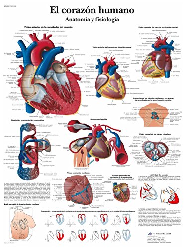 3b-scientific-lehrtafel-das-menschliche-herz-anatomie-poster-50-x-67-cm image 3