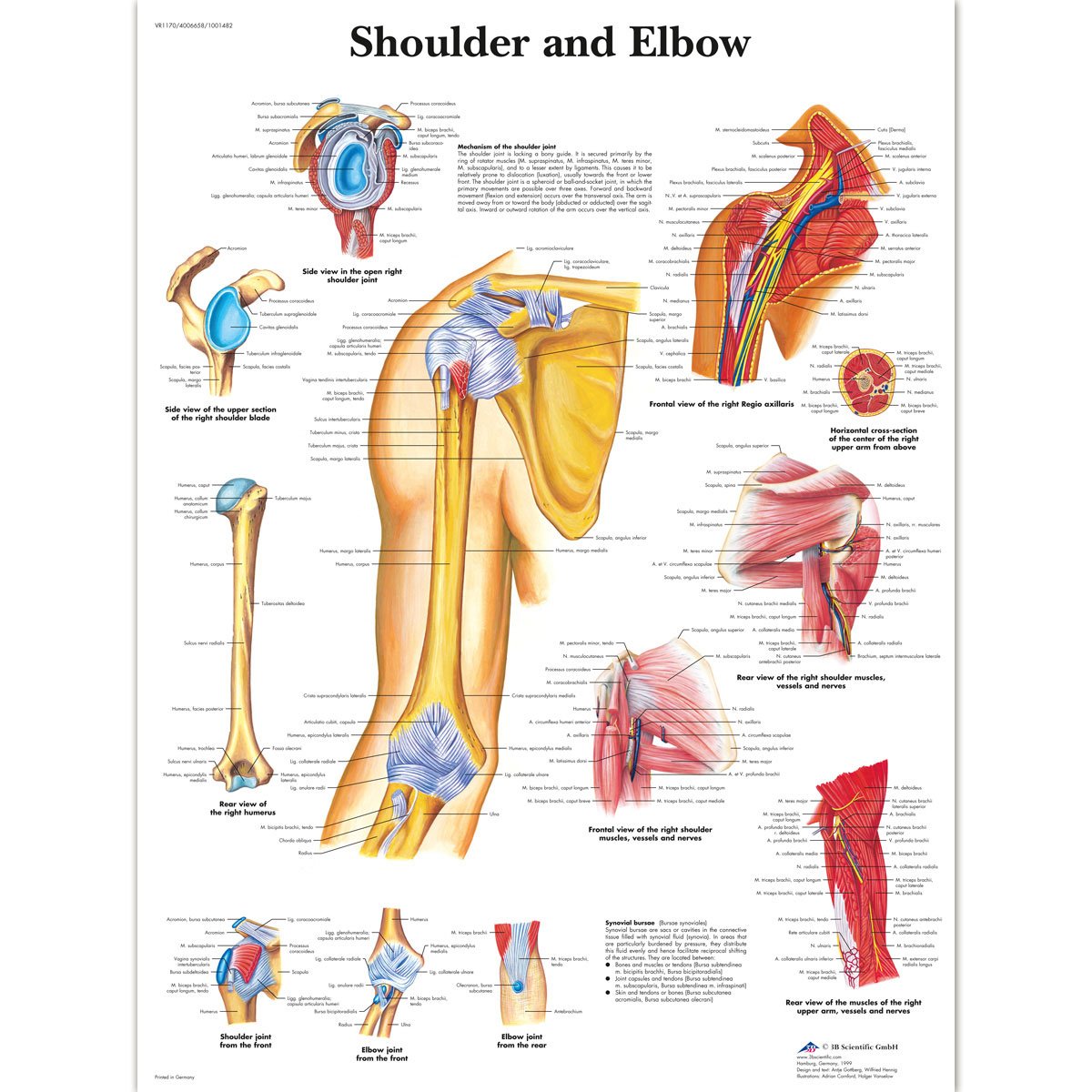 3b-scientific-vr1170l-poster-schulter-und-ellenbogen-englisch-50-8-x-66-cm image 1