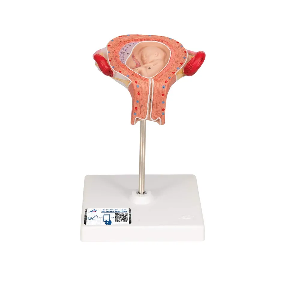 3b-scientific-fetus-modell-3-monat-schwangerschaftsmodell-in-geb-rmutter-nat-rli image 1