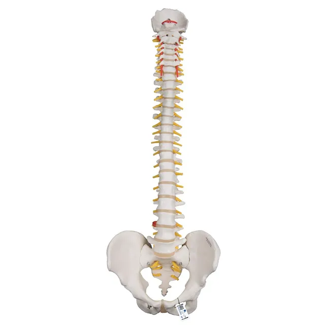 3b-scientific-flexible-wirbels-ule-f-r-starke-beanspruchung-3b-smart-anatomy-app image 1