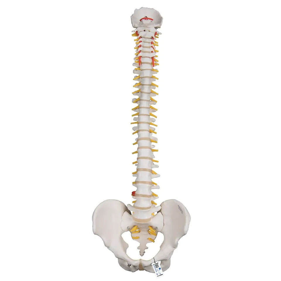 3b-scientific-flexible-wirbels-ule-f-r-starke-beanspruchung-3b-smart-anatomy-app image 1