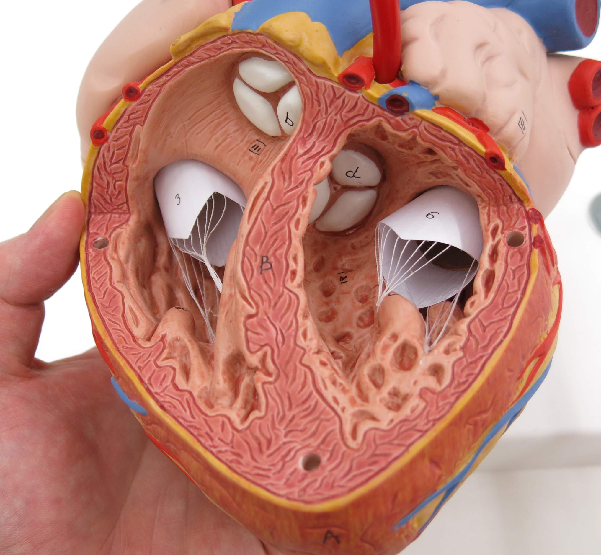 3b-scientific-herz-mit-bypass-2-fache-gr-e-4-teilig-g06-smart-anatomy-app image 7