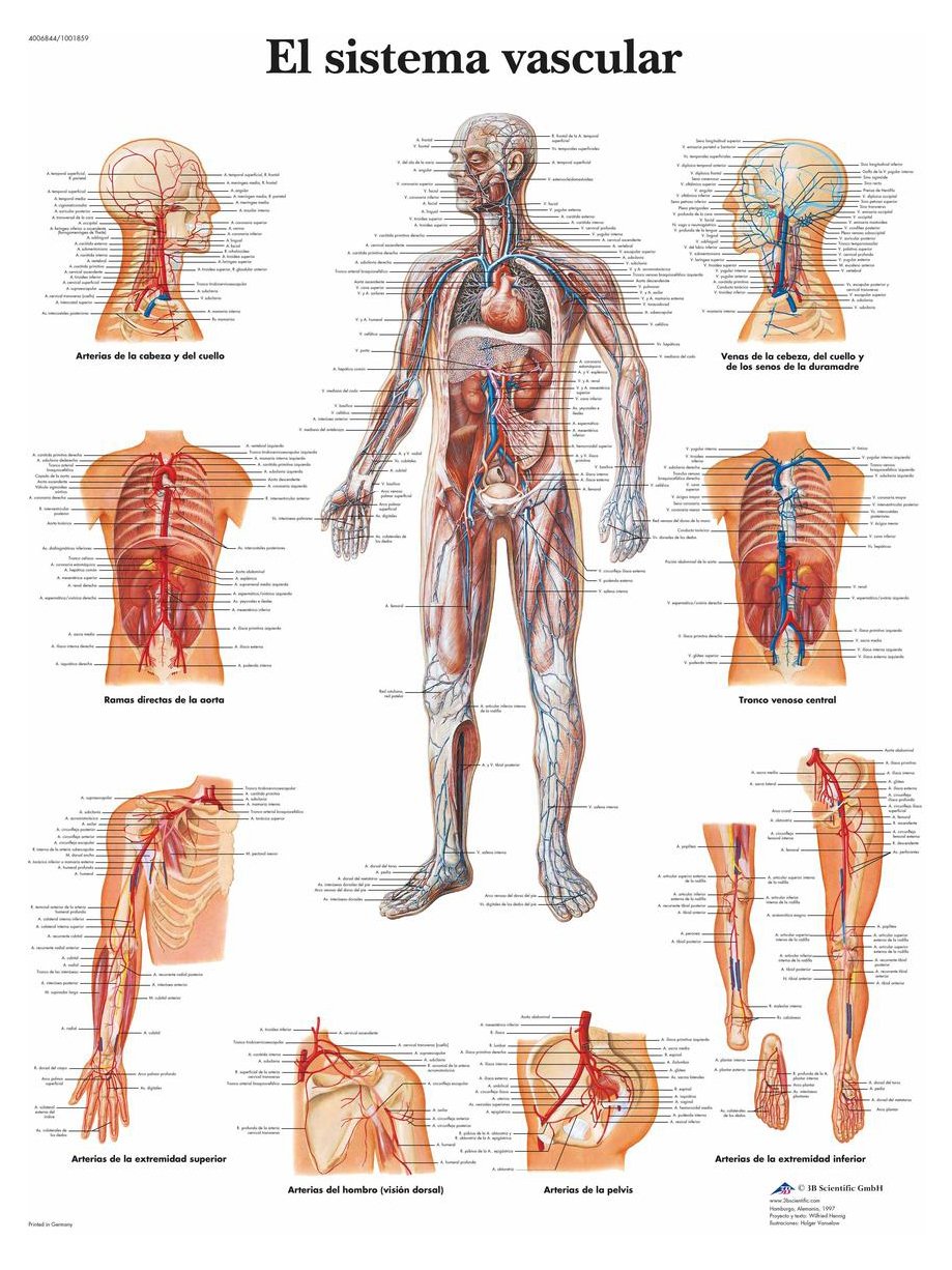 3b-scientific-lehrtafel-el-sistema-vascular-spanisch-50x67-cm image 2